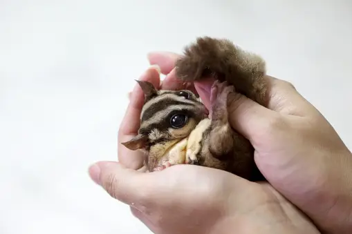 O encantador mundo dos sugar gliders