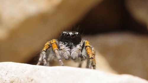 Conheça o fascinante mundo das aranhas saltadoras