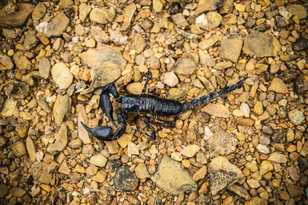 A importância da temperatura e umidade para seu escorpião imperador