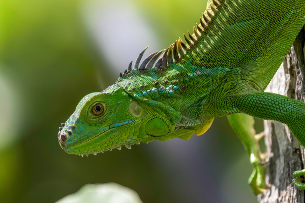 Como criar uma iguana em casa: tudo o que você precisa saber