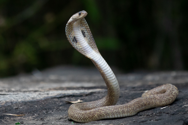 O misterioso mundo das cobras rei