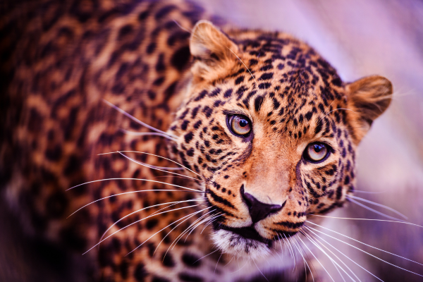 A polêmica sobre a posse de grandes felinos